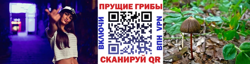 хочу   Кинешма  Галлюциногенные грибы Psilocybine cubensis 